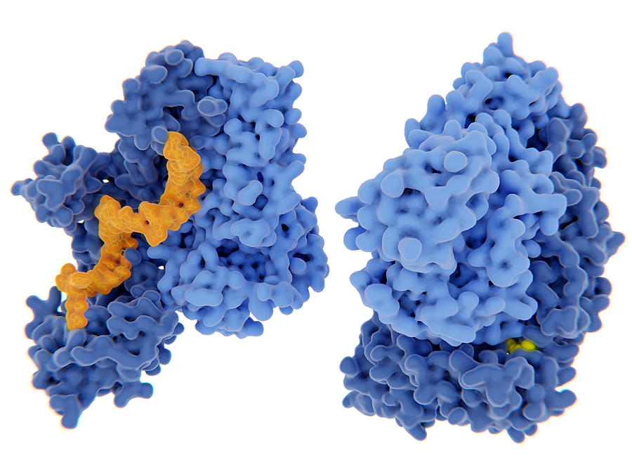 Hiv-1 Reverse Transcriptase, Molecular Photograph by Juan Gaertner