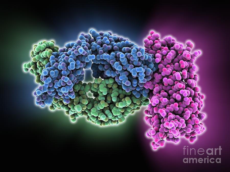 Hiv Antibody-glycoprotein Complex Photograph By Laguna Design - Pixels