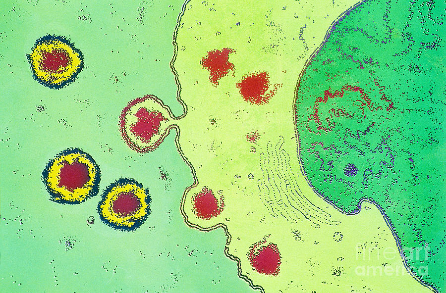 Hiv Budding From T-cell Cytoplasm Photograph by Chris Bjornberg