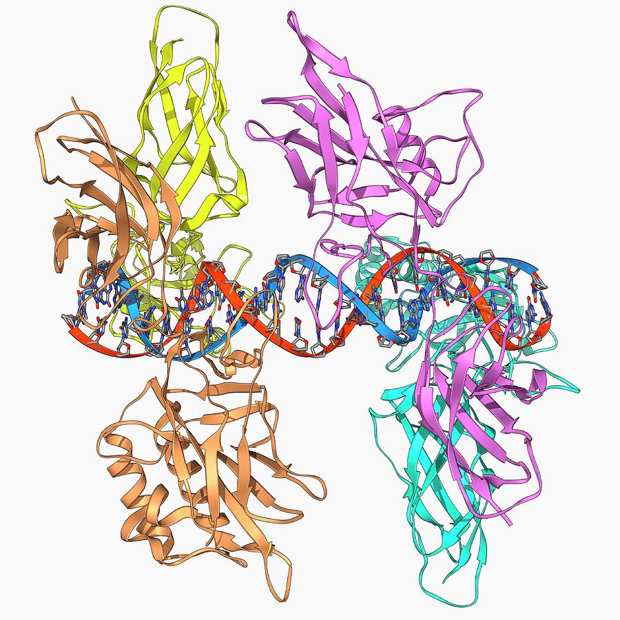 Hiv Dna And Transcription Factor Photograph By Laguna Designscience