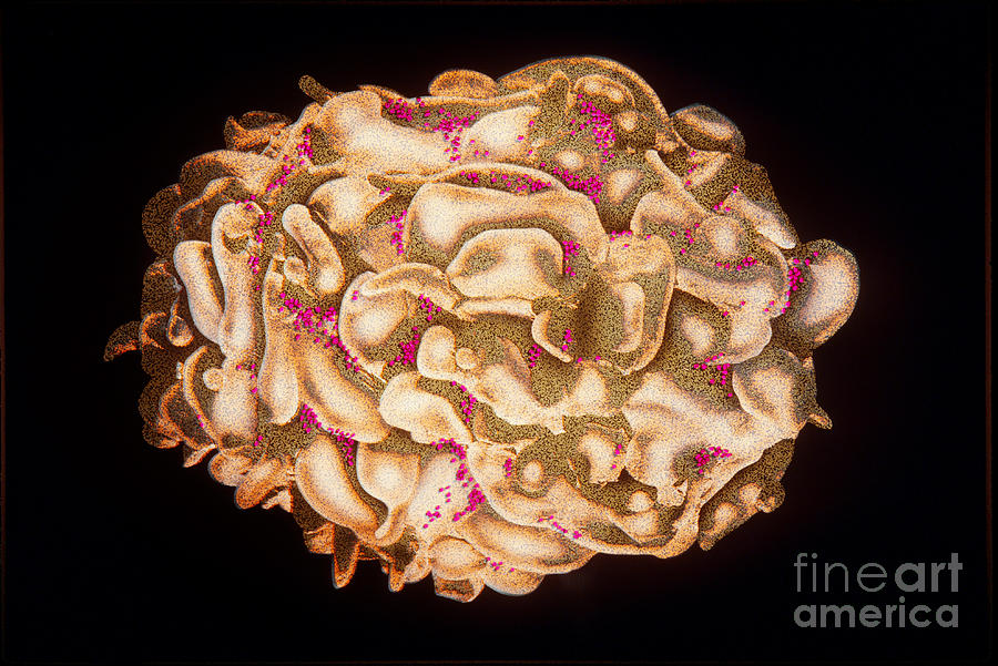 Hiv Infected T-cell Photograph by Chris Bjornberg