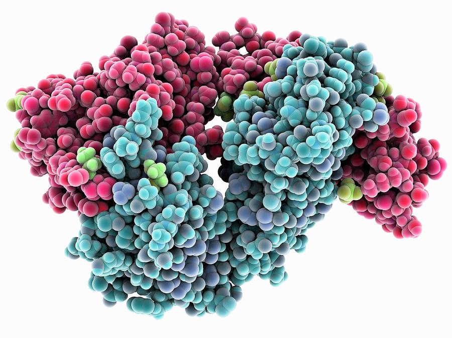 Molecule Photograph - Hiv-neutralizing Antibody by Laguna Design
