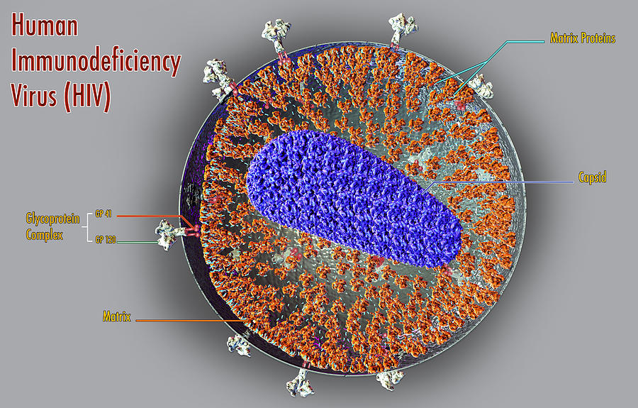Hiv Structure, Illustration Photograph by Sultan Alshehri
