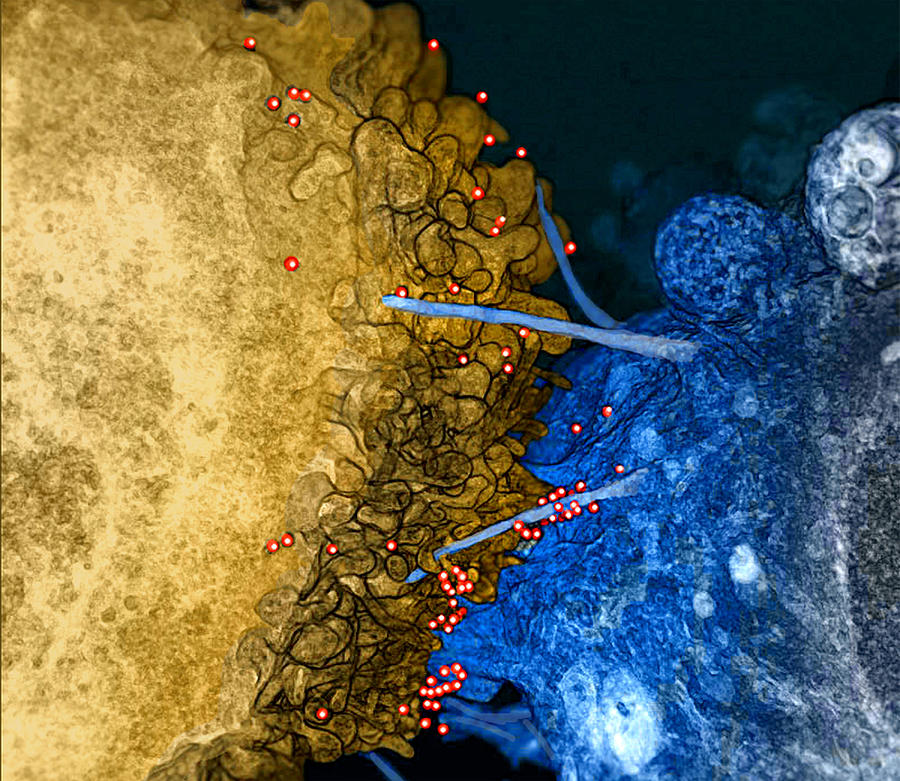 Hiv Virions, Filopodial Bridges Photograph by Science Source