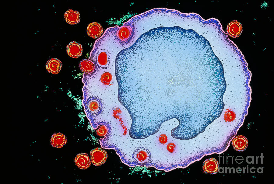 Hiv Virus And Lymphocyte Photograph by Chris Bjornberg