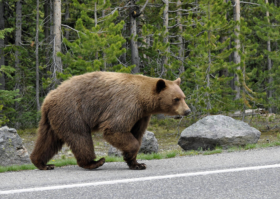 Yellowstone National Park Photograph - Hmmm .... Whats on the Other Side of the Road Today? by Bruce Gourley