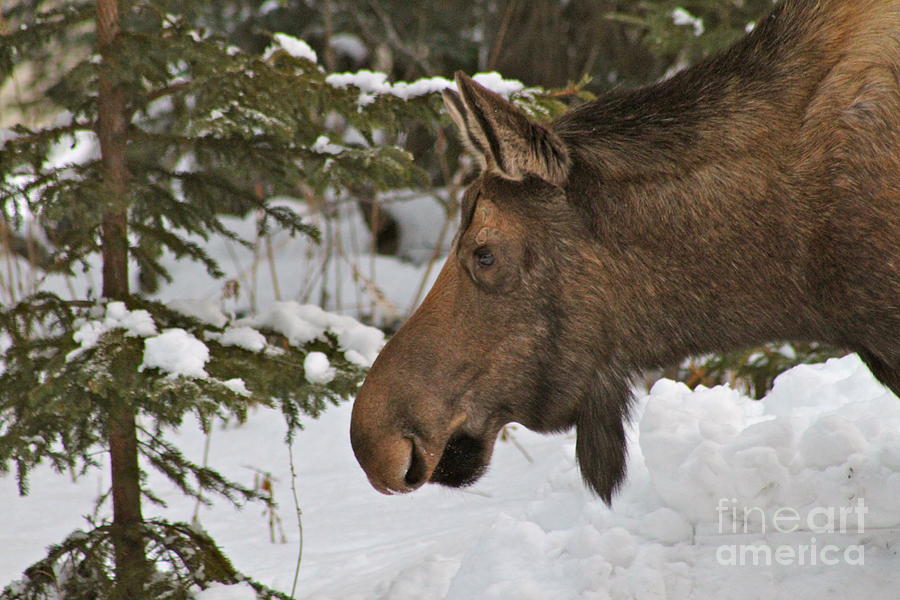 Moose Photograph - Hmmm by Rick  Monyahan