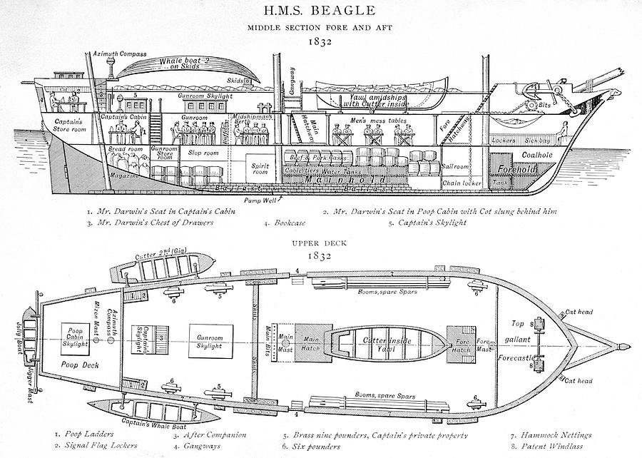 Hms Beagle Drawing by Mary Evans Picture Library - Fine Art America