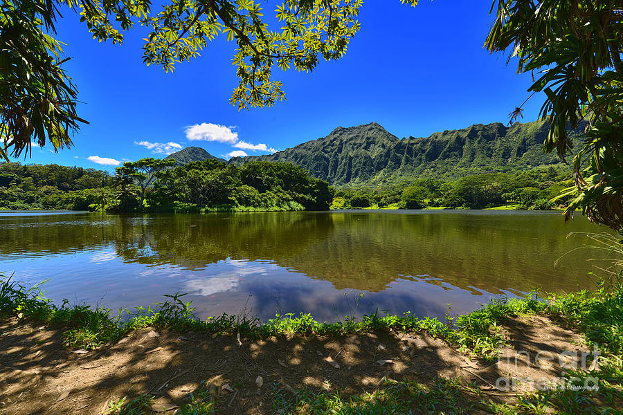 Hoomaluhia Botanical Garden Photograph - Ho Omaluhia Botanical Garden Waokele Pond Under the Trees by Aloha Art