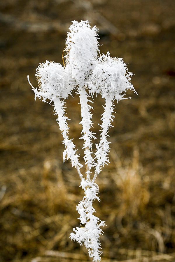 Hoar Frost 1 Photograph by Marilyn Hunt
