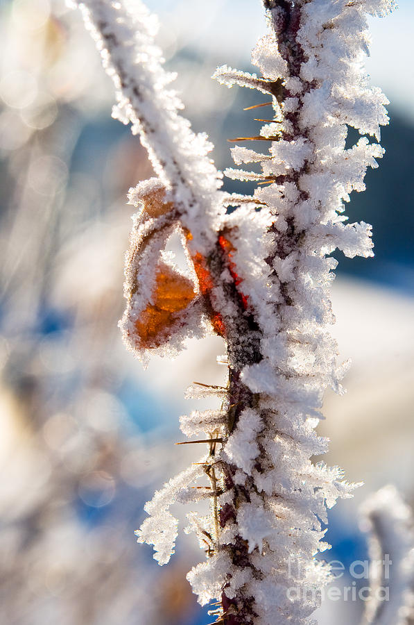 Hoar Frost Branch Photograph by Terry Elniski