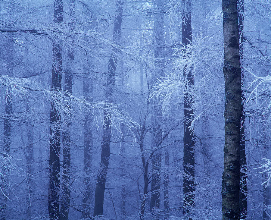 Hoar Frost In Woodland Photograph by Simon Fraser/science Photo Library ...