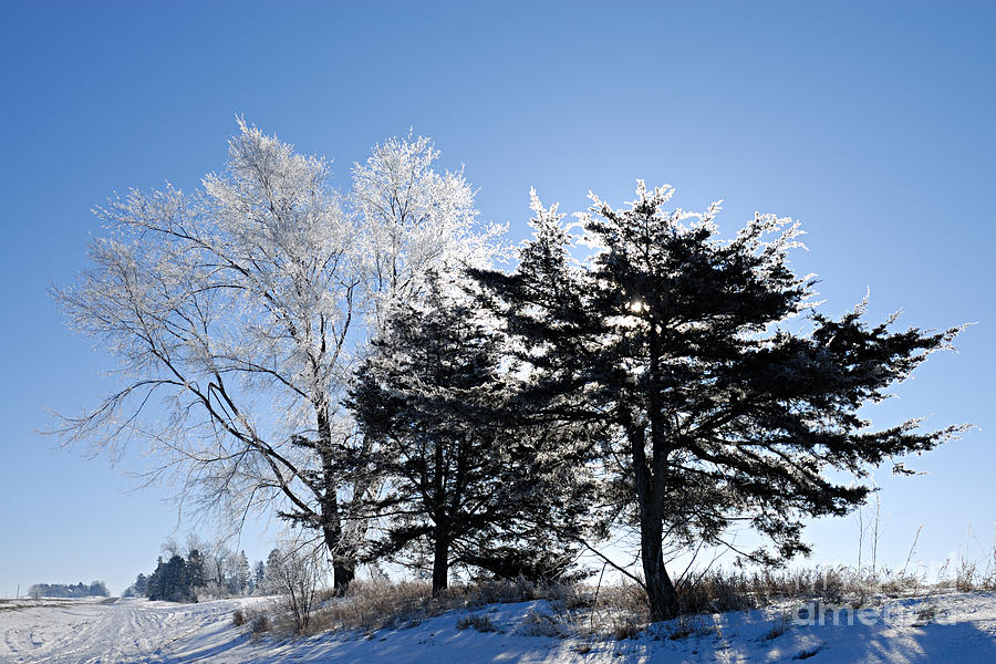 Hoar Frost Photograph by Larry Ricker