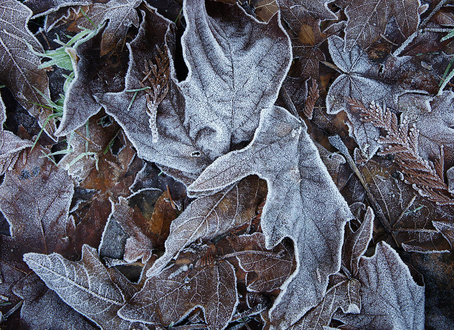 Hoar Frost Photograph by Lynn Wohlers