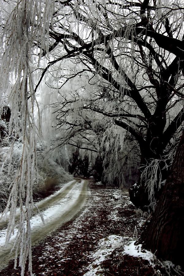 Hoar Frost New Zealand Photograph by Amanda Stadther