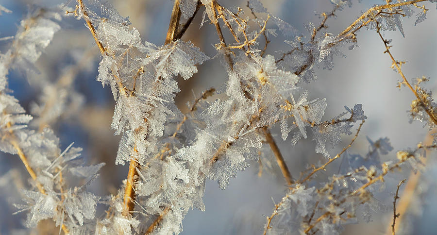 Hoar Frost On Branches Alberta, Canada Photograph by Ron Harris - Fine ...