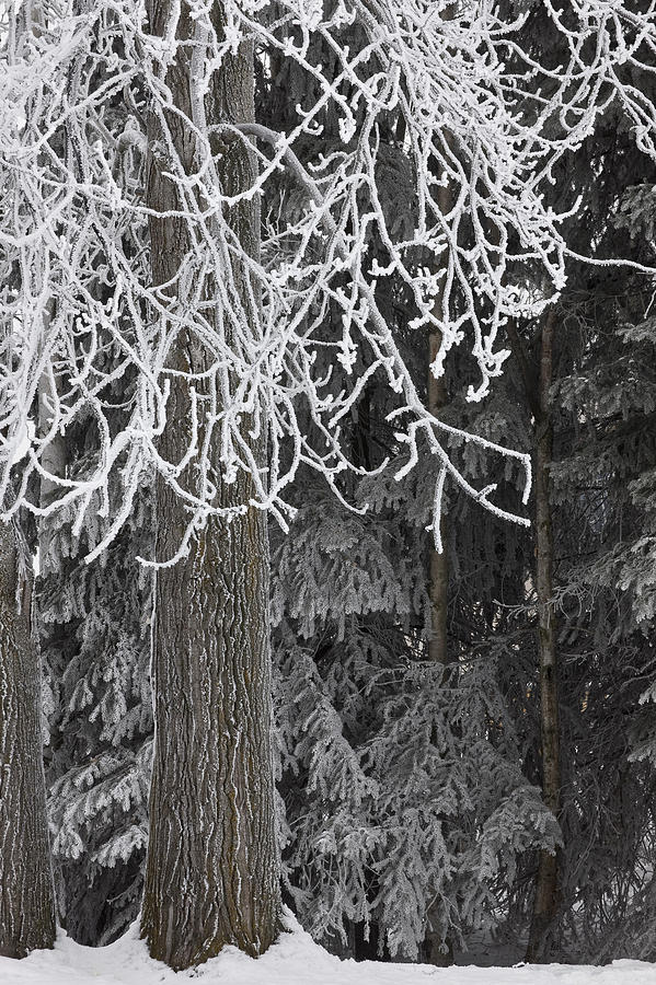 Hoar Frost On Deciduous And Conifer Photograph by Hal Gage