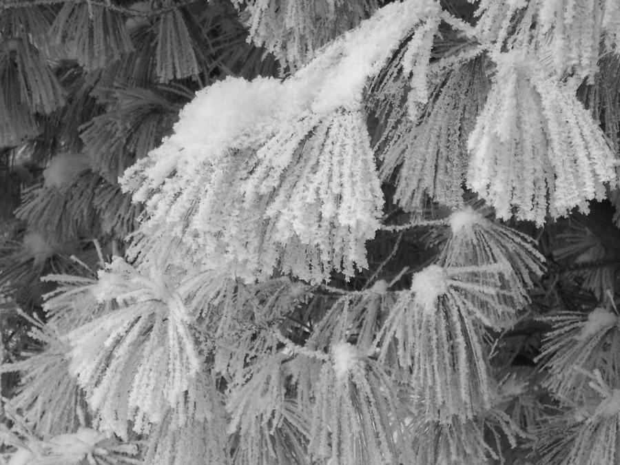 Hoar Frost on Pine Branches Photograph by David T Wilkinson