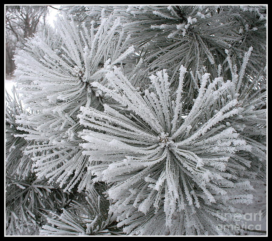 Hoar Frost On Pine Tree Photograph by Robyn Pervin