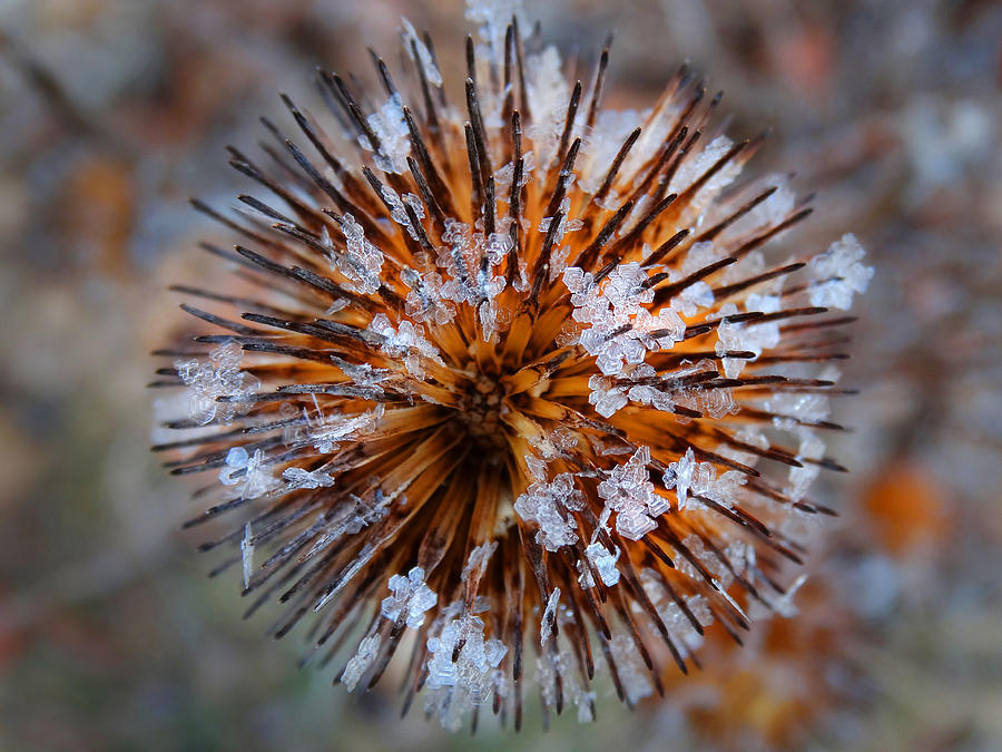 Hoar Frost on Spiked Seed Head Photograph by David T Wilkinson