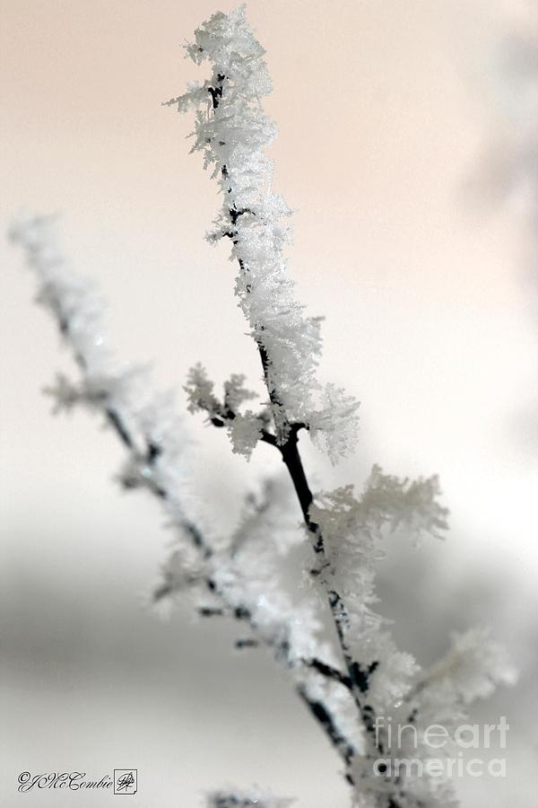 Hoar Frost on the Lilac Bush Photograph by J McCombie