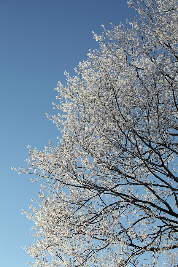 Hoar Frost On Tree Branches Photograph by Tricia Shay Photography