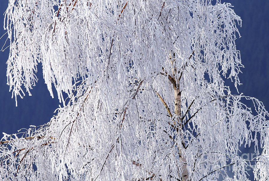 Winter Photograph - Hoar Frost on Tree by Sharon Talson