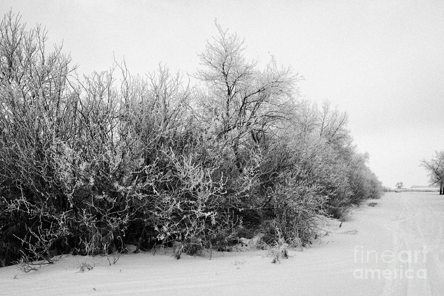 Winter Photograph - hoar frost on trees and hedges by the side of the road during winter Forget Saskatchewan Canada by Joe Fox