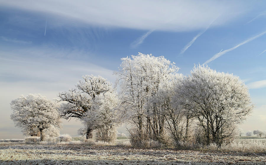 Hoar Frost On Trees In Winter Photograph by © Jackie Bale