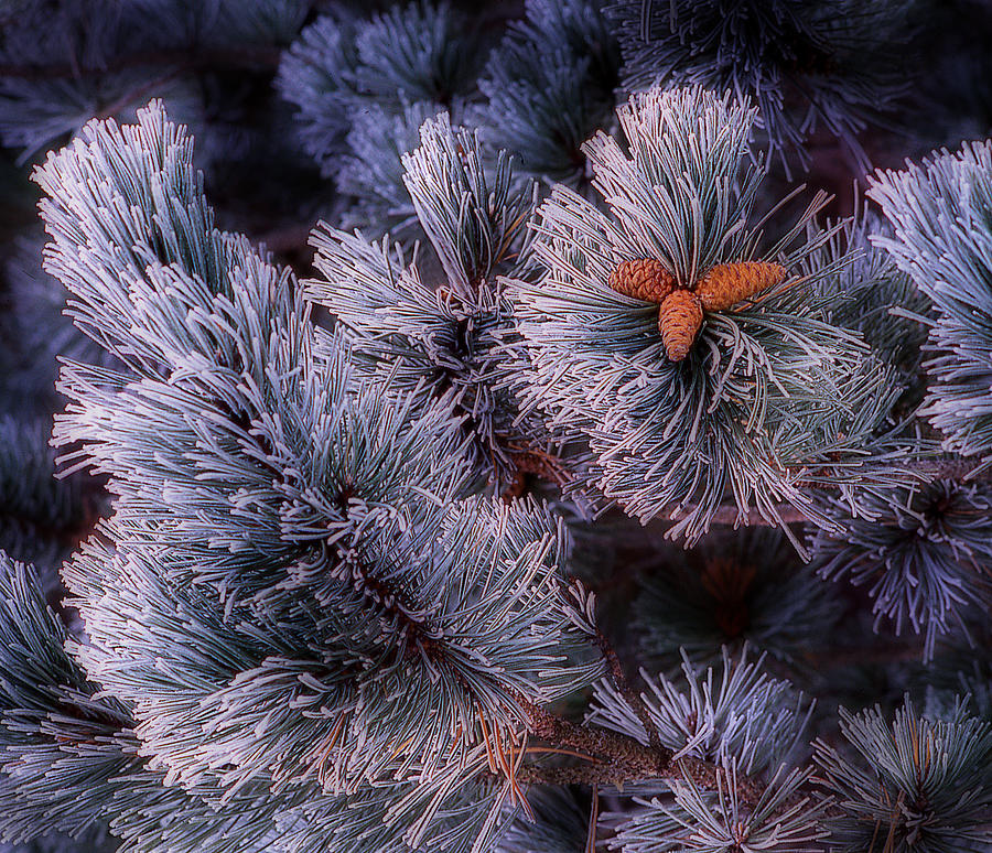 Hoar Frost On White Pine Photograph by Dennis Early - Fine Art America