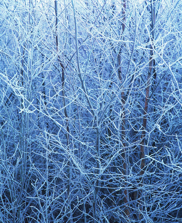 Hoar Frost Photograph By Simon Fraser Science Photo Library Fine Art   Hoar Frost Simon Fraserscience Photo Library 