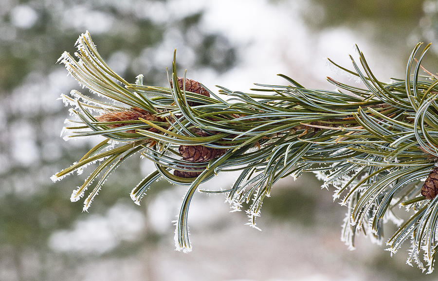 Hoar Frost Photograph by Steven Ralser