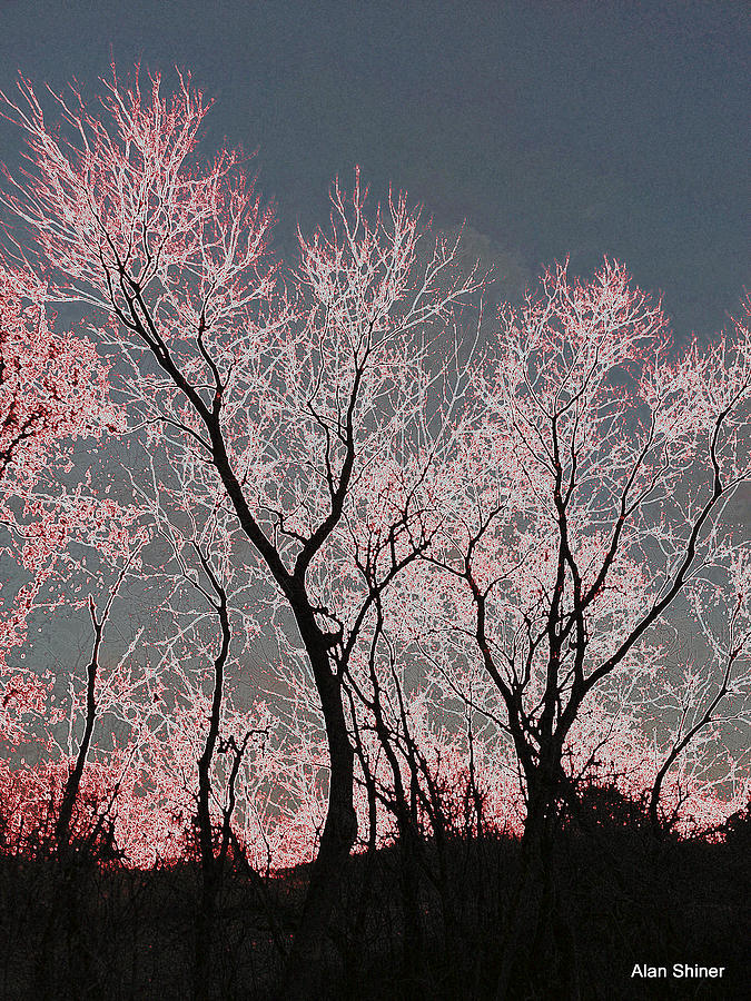 Hoar Frost Sunset Photograph by Alan Shiner