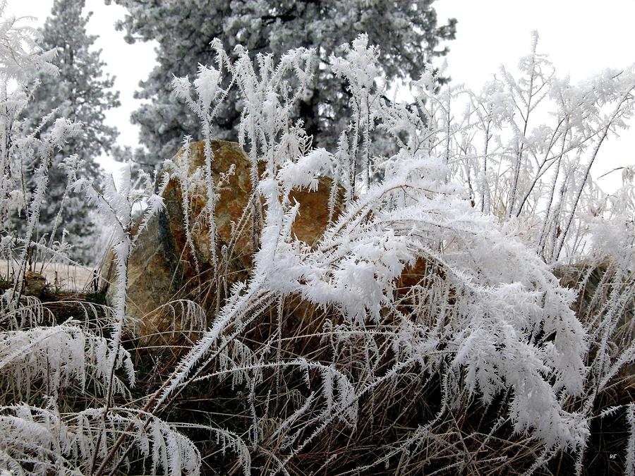 Hoarfrost 10  Photograph by Will Borden
