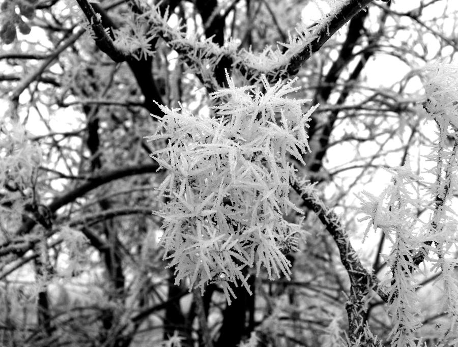 Hoarfrost 13  Photograph by Will Borden
