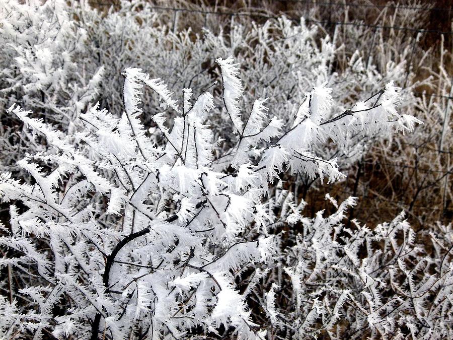Hoarfrost 18  Photograph by Will Borden