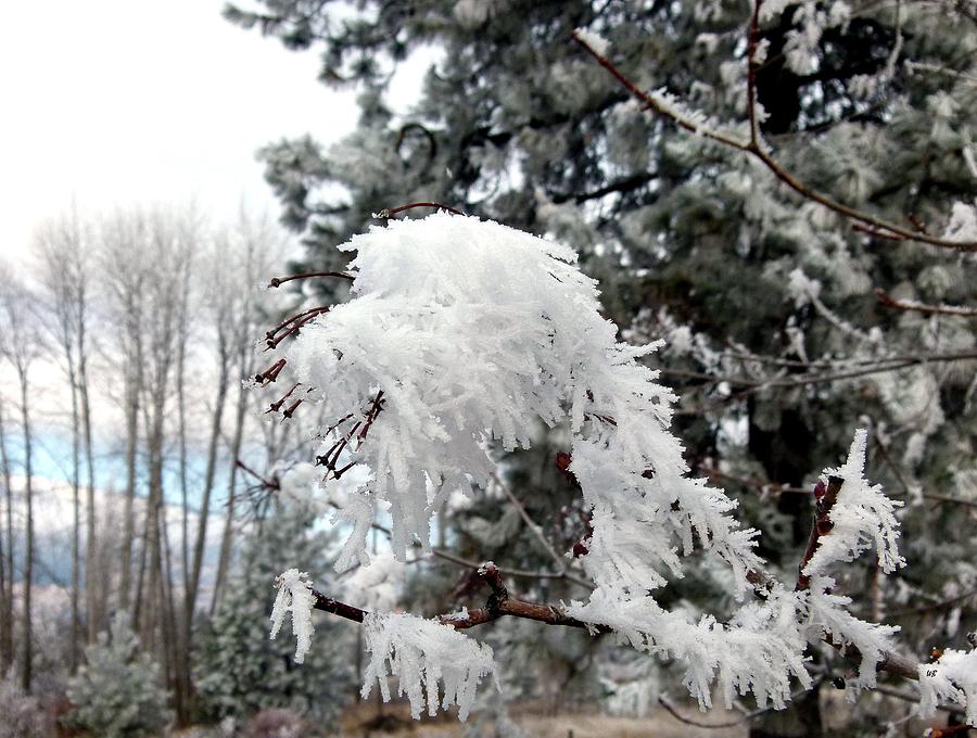 Hoarfrost 19  Photograph by Will Borden