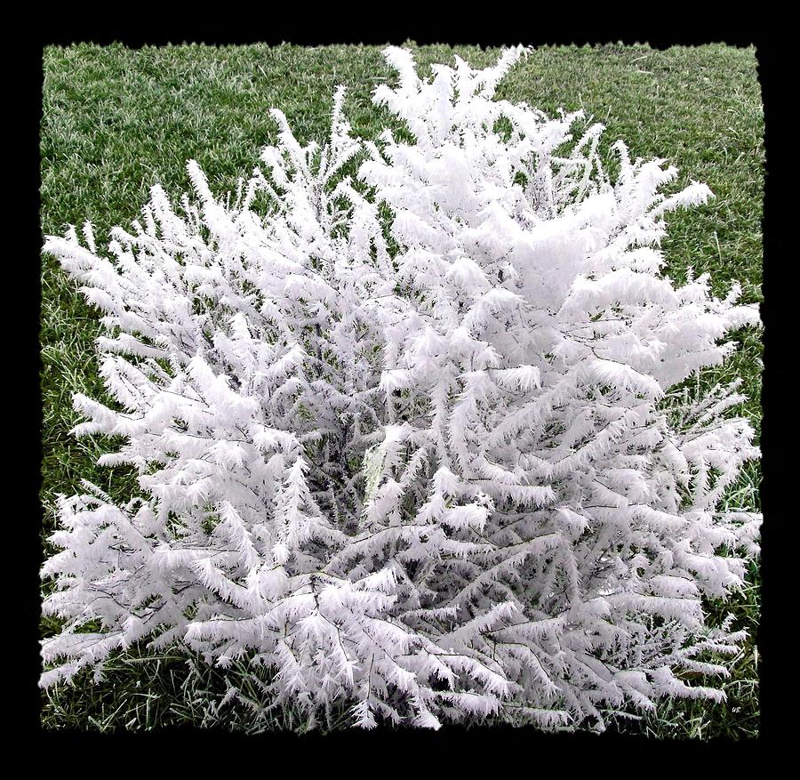 Winter Photograph - Hoarfrost 20 by Will Borden