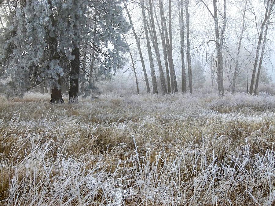 Hoarfrost 24 Photograph by Will Borden
