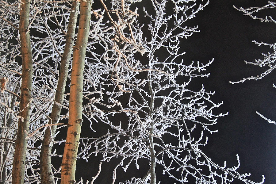 Hoarfrost at Night Photograph by Donna Quante