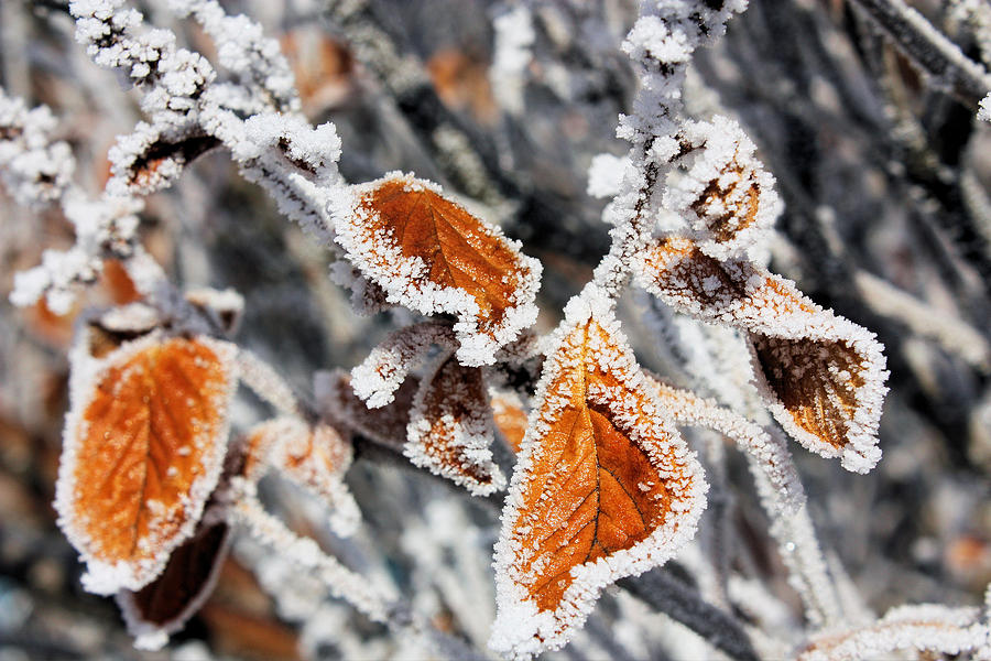 Hoarfrost Photograph by Gerry Bates