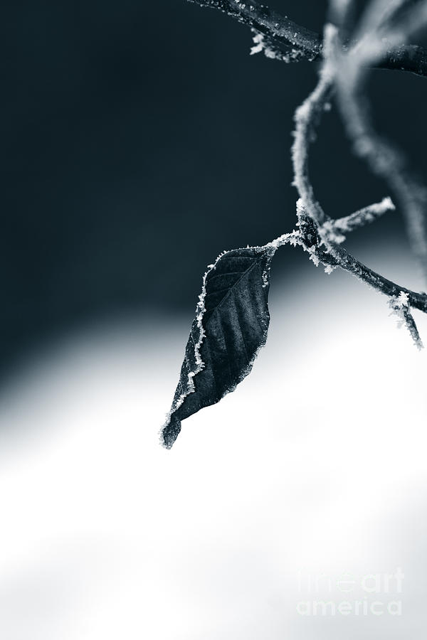 Abstract Photograph - Hoarfrost On A Leaf by Dan Radi