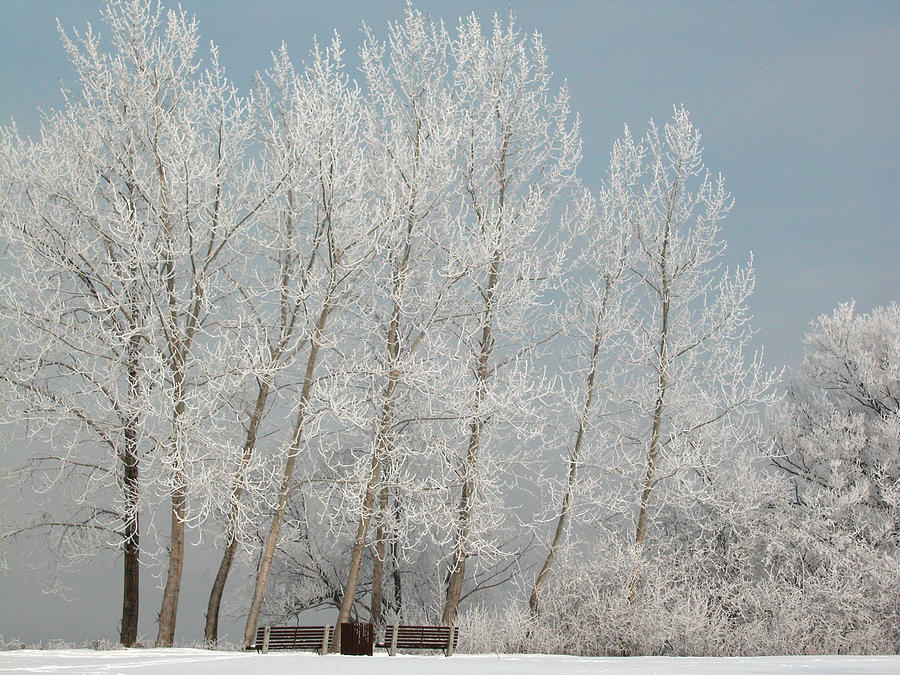 Hoarfrost Trees and Benches along the Ottawa River Photograph by Rob Huntley