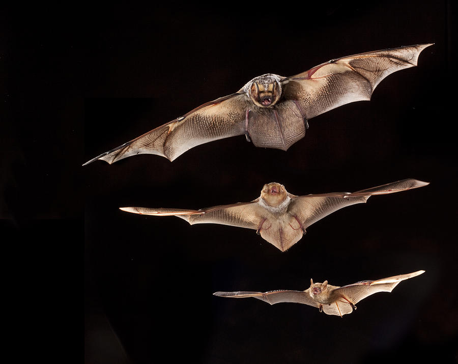 Hoary Bat With Eastern Red Bat Photograph by Michael Durham