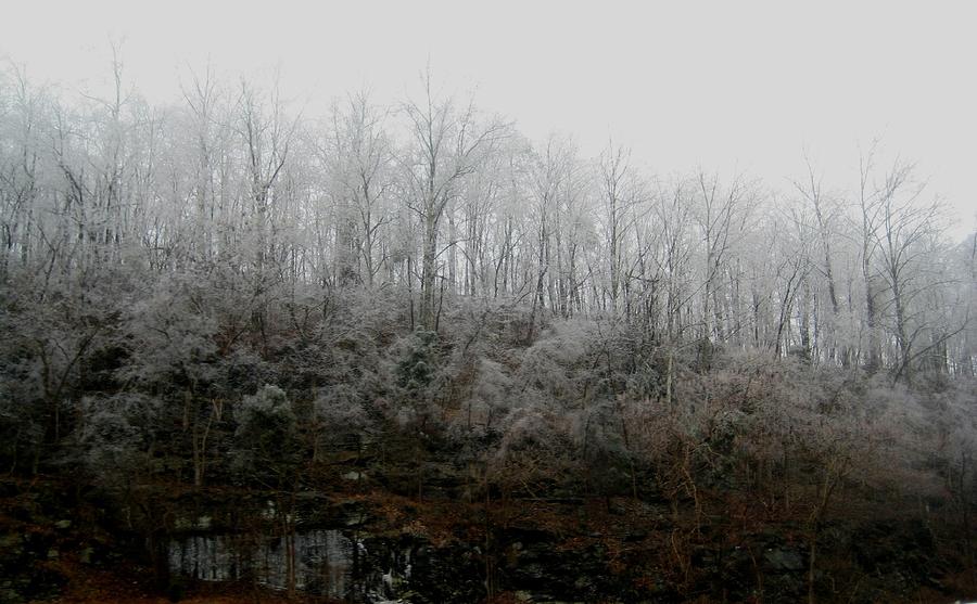 Tree Photograph - Hoary Forests Of Tennessee by Melissa McCrann