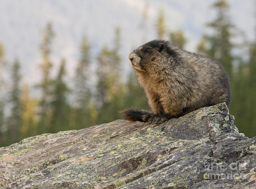 Hoary Marmot Photograph by Chris Scroggins