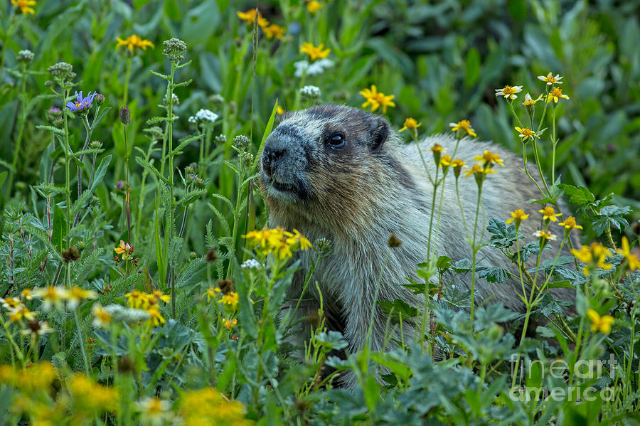 Glacier National Park Photograph - Hoary Marmot in Glacier NP Meadow by Natural Focal Point Photography