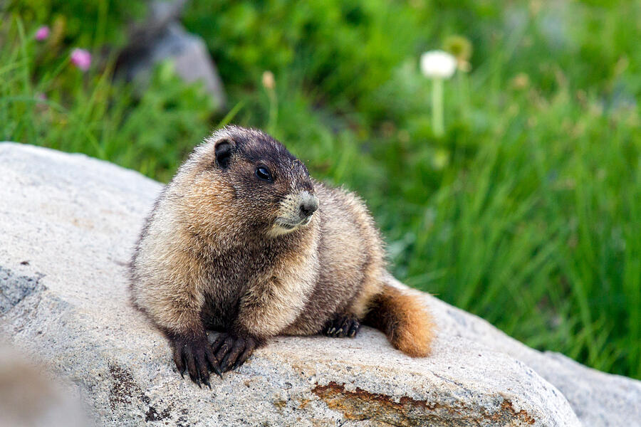 Hoary Marmot Relaxing Photograph By Michael Russell - Fine Art America