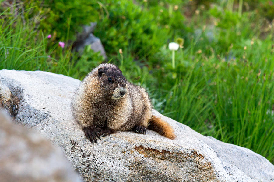 Hoary Marmot Resting Photograph by Michael Russell