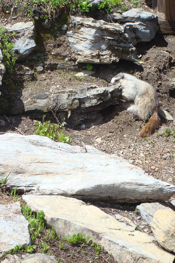 Hoary Marmot Photograph by Susan Woodward